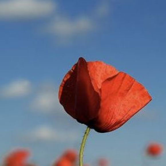 Meet your Posher, Susan - Picture 1 of 1